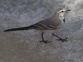 White Wagtail