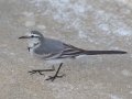 White Wagtail
