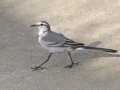 White Wagtail