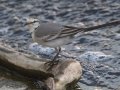 White Wagtail