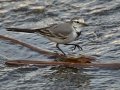 White Wagtail
