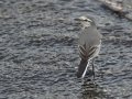 White Wagtail