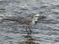 White Wagtail