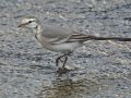 White Wagtail
