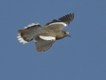 White-winged Dove