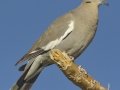 White-winged Dove