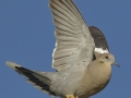 White-winged Dove