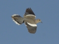 White-winged Dove