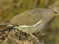 White-winged Dove