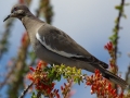 White-winged Dove