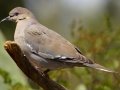 White-winged Dove