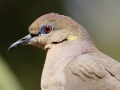 White-winged Dove