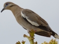 White-winged Dove