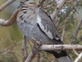 White-winged Dove