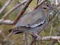 White-winged Dove