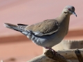 White-winged Dove