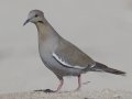 White-winged Dove