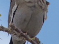 White-winged Dove