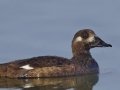 White-winged Scoter