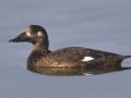 White-winged Scoter