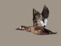 White-winged Scoter