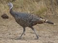Wild Turkey