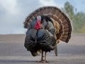 Wild Turkey