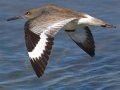 Willet
