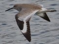 Willet