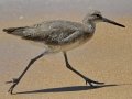 Willet