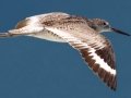 Willet
