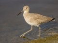 Willet - Bolsa Chica Ecological Reserve
