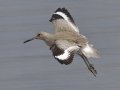 Willet