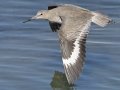 Willet