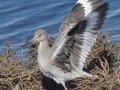 Willet
