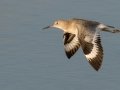 Willet - Bolsa Chica Ecological Reserve