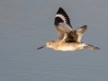 Willet - Bolsa Chica Ecological Reserve
