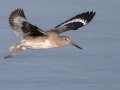 Willet