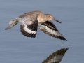 Willet