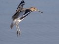 Willet
