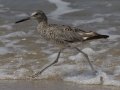 Willet