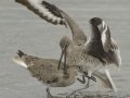 Willet
