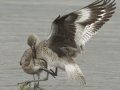 Willet