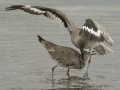 Willet