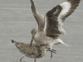 Willet