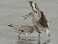 Willet