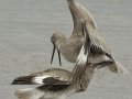 Willet