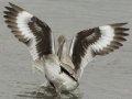 Willet