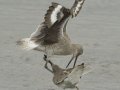 Willet