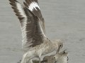 Willet